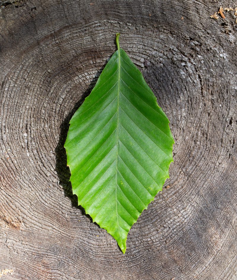 Blad op boomring